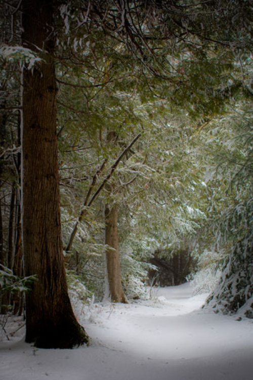 1-Top-right_vert1_Kevin-O’Donnell_snowy-woods