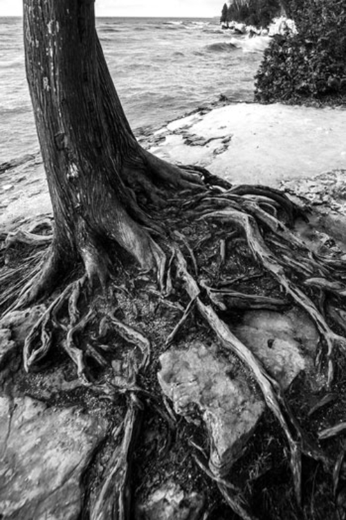 2-Top-right_vert2_Kevin-O’Donnell_icy-tree