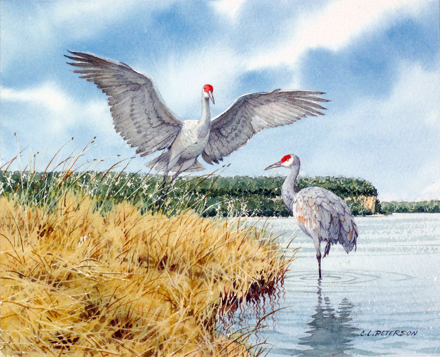 How do Sandhill Cranes Know to Come Back to Door County Every Spring? –  Door County Today