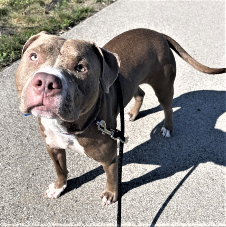 Annual House & Garden Walk Door County Today